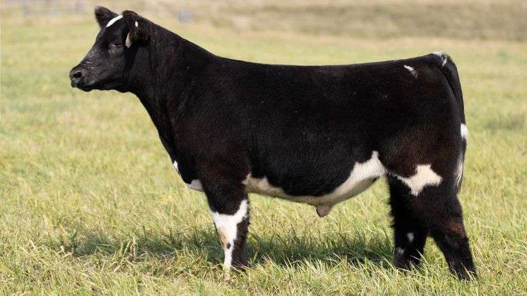 TAG 35 STEER