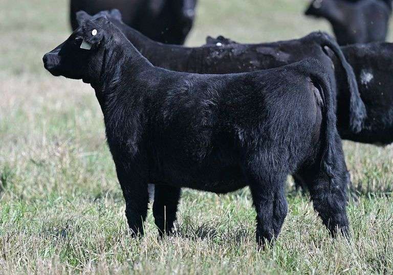TAG K55 HEIFER