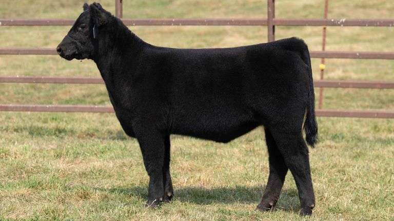 TAG 32 HEIFER