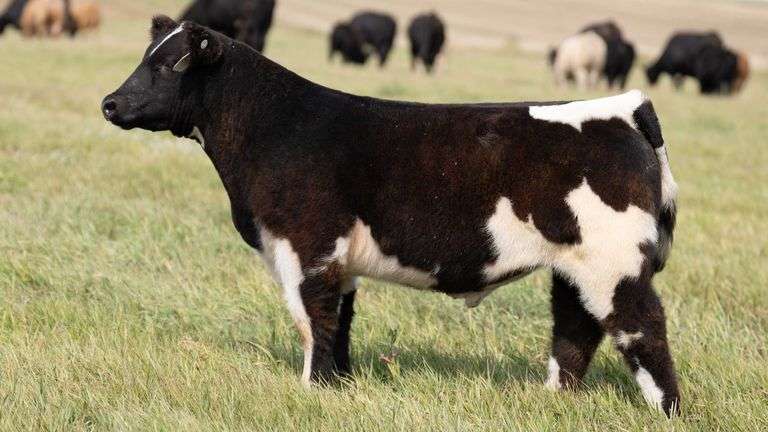 TAG 60 STEER