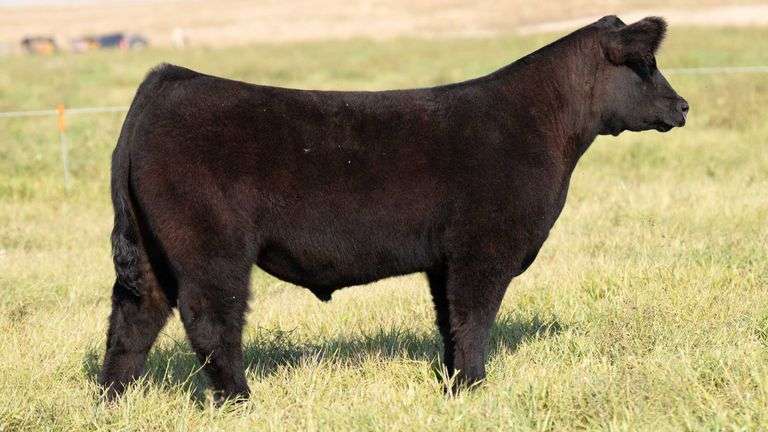 TAG 39 STEER