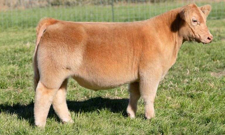 TAG 3 STEER