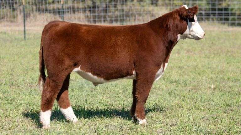 TAG 14 STEER