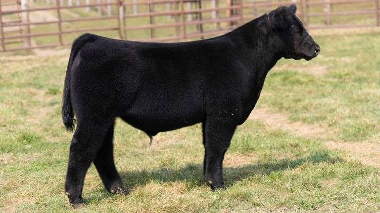 TAG 2 STEER