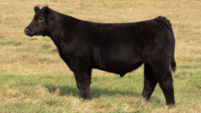 TAG 47 STEER