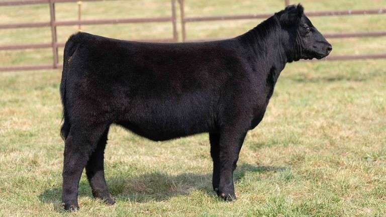TAG 31 HEIFER