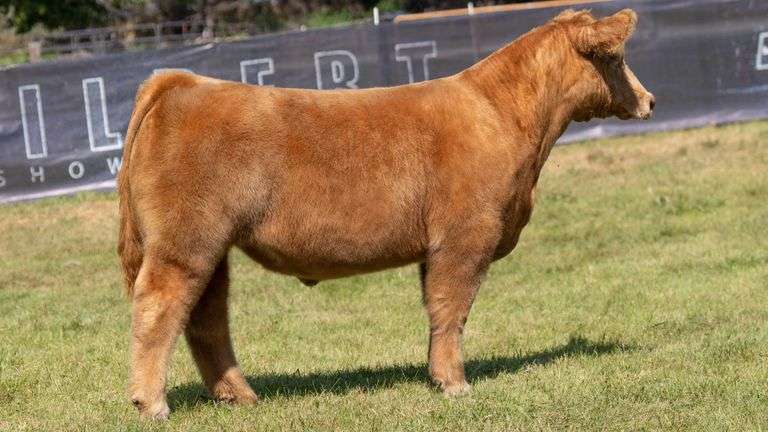 TAG 6 STEER
