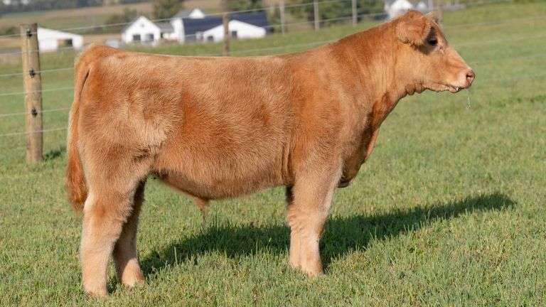 TAG 8 STEER