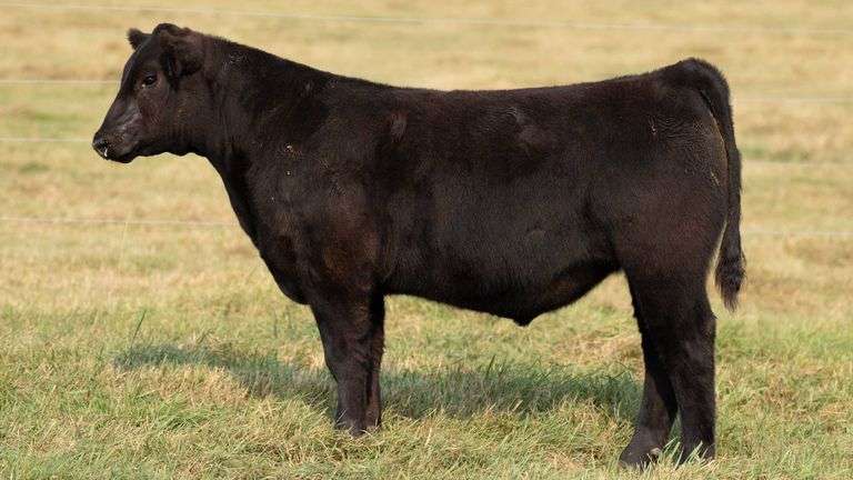 TAG 56 STEER