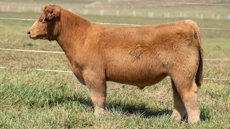 TAG 55 STEER