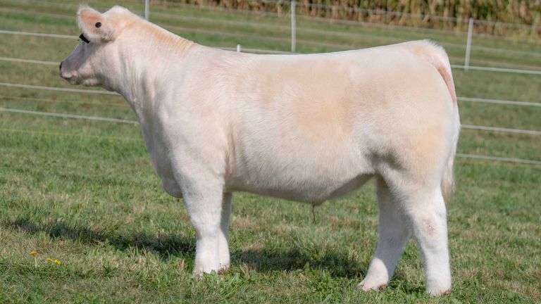 TAG 10 STEER