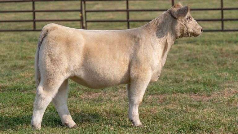TAG 25 HEIFER