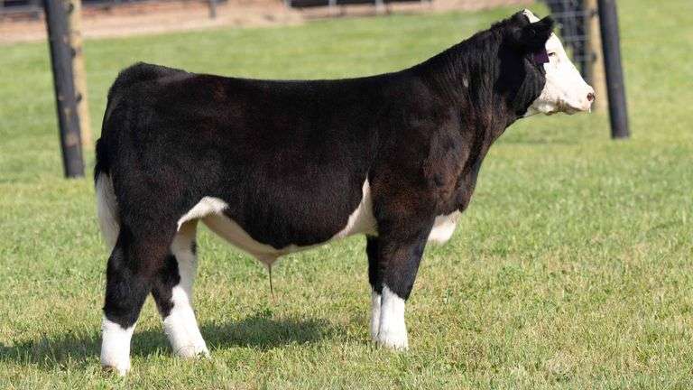 TAG 45 STEER