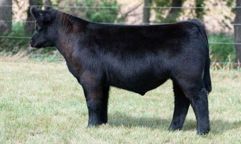 TAG 478 STEER