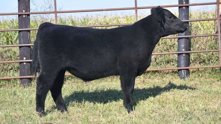 TAG 8 STEER