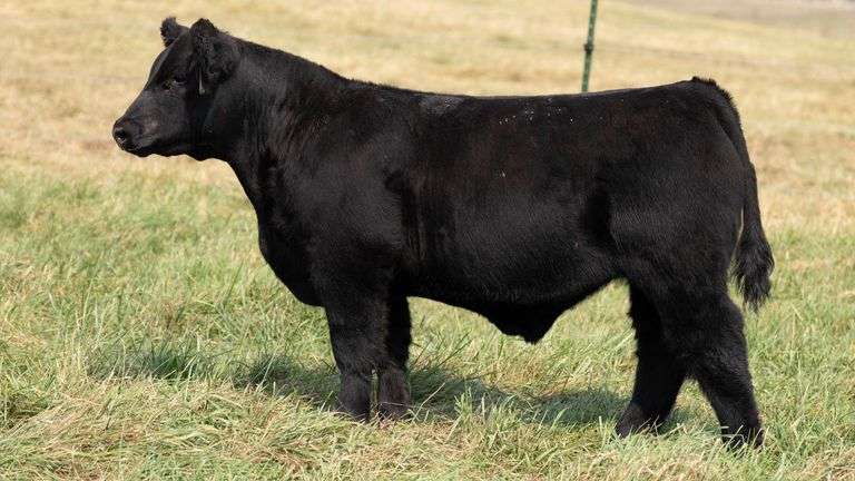 TAG 58 STEER