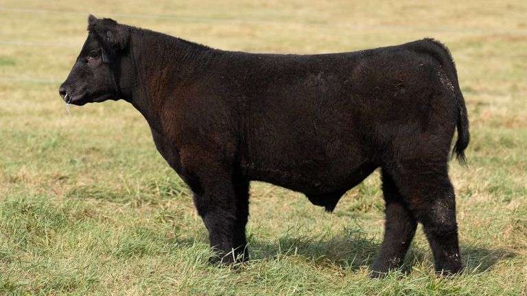 TAG 18 STEER