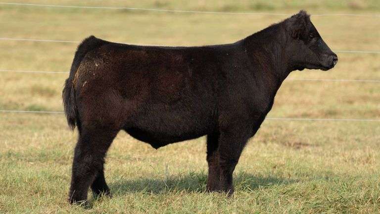 TAG 39 STEER