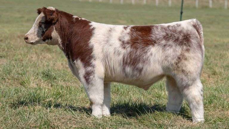 TAG 46 STEER