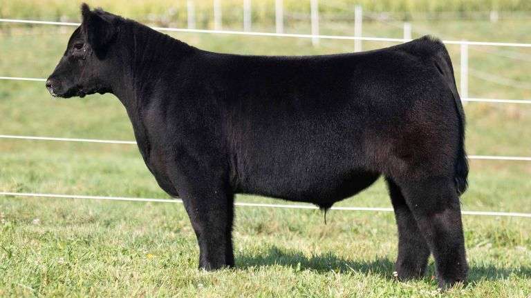 TAG 9 STEER