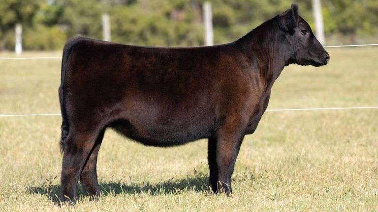 TAG 10 MAINE-ANGUS HEIFER