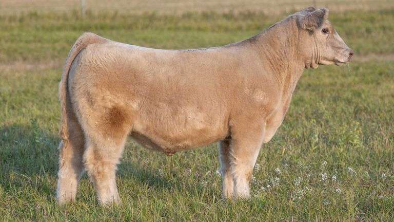 TAG 51 STEER