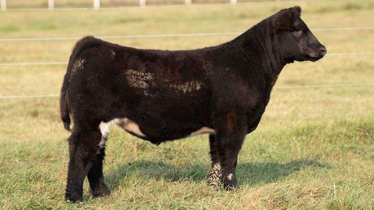 TAG 12 STEER