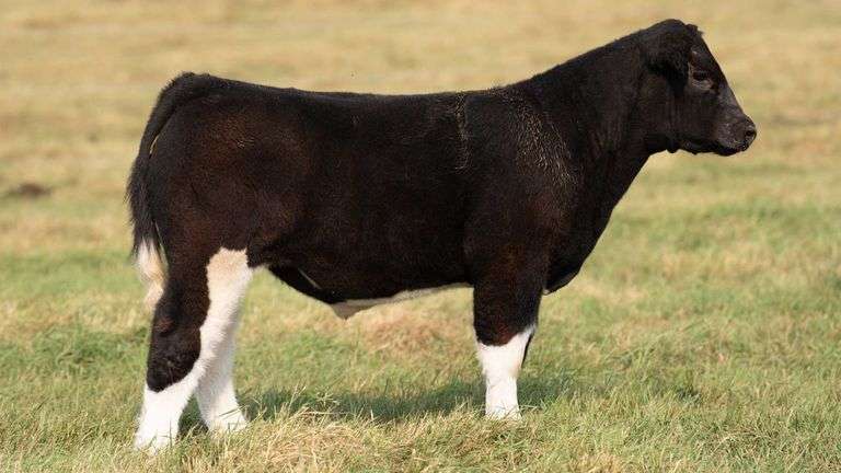 TAG 21 STEER