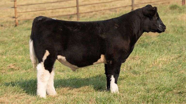 TAG 52 STEER