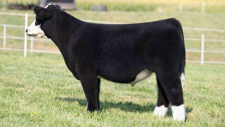 TAG 7 STEER