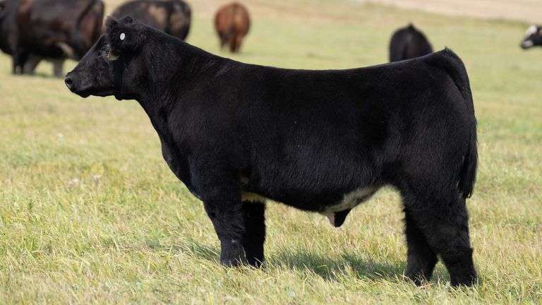 TAG 44 STEER