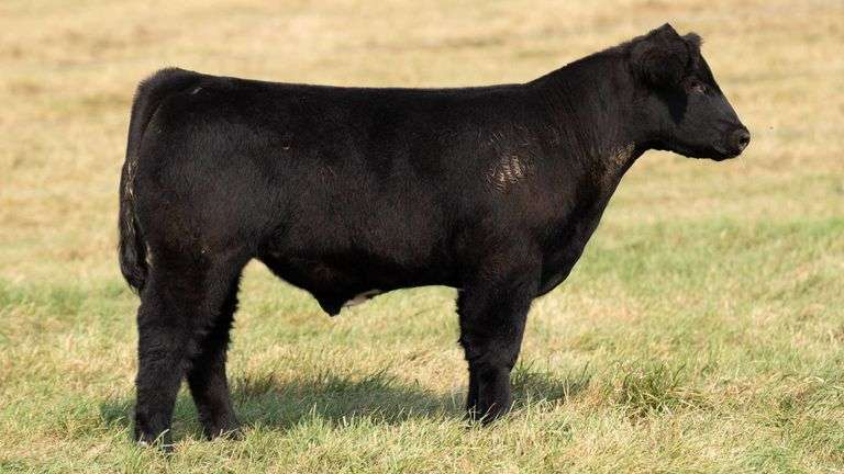 TAG 37 STEER