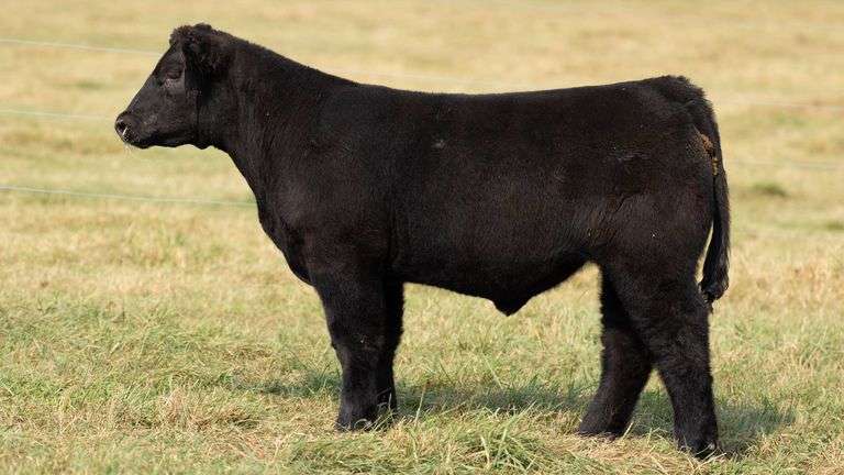 TAG 4 STEER