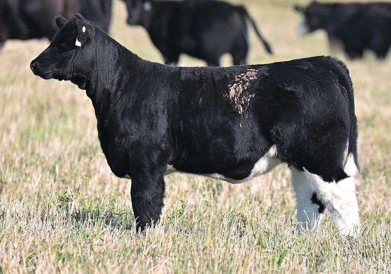 TAG Z48 HEIFER