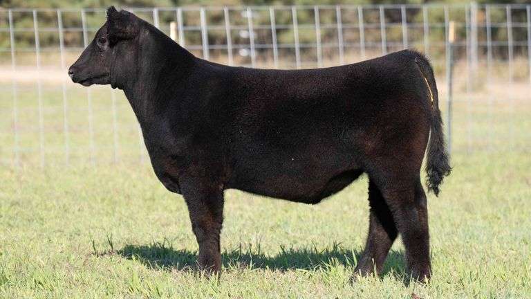 TAG 3 STEER