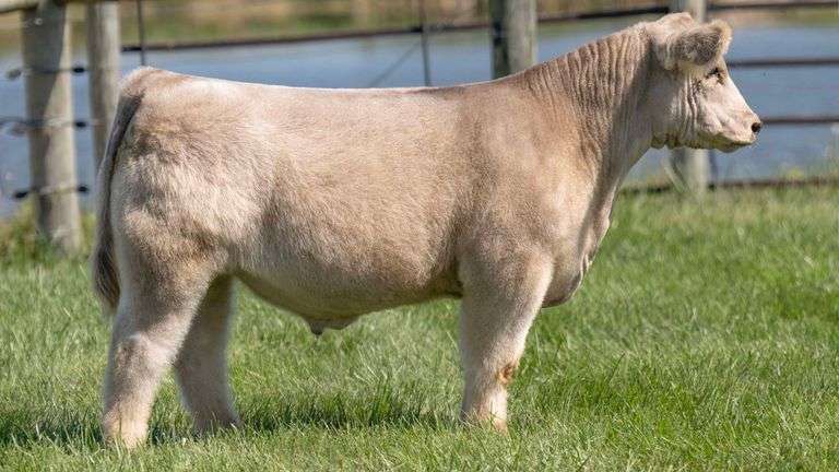 TAG 35 STEER