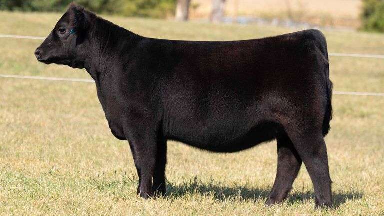 TAG 15 SIM-SOLUTION HEIFER