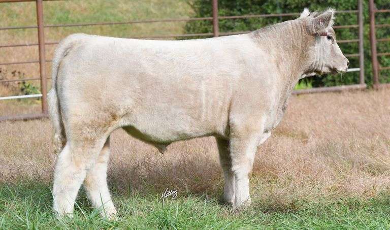 TAG 160 STEER
