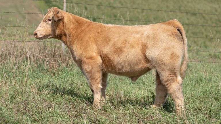 TAG 35 STEER