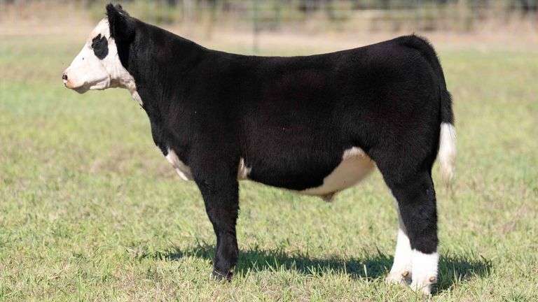 TAG 7 STEER