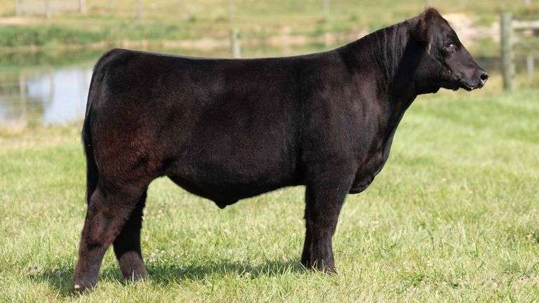 TAG 38 STEER
