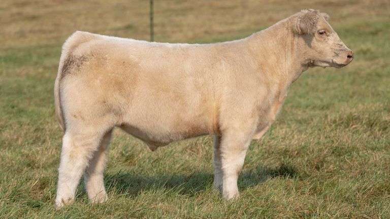 TAG 1 STEER