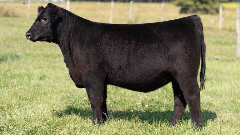 TAG 22 HEIFER