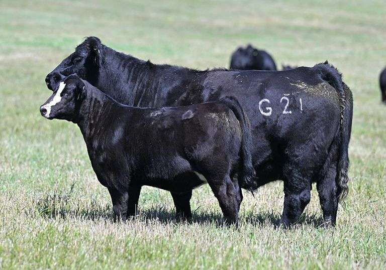 TAG G21 HEIFER