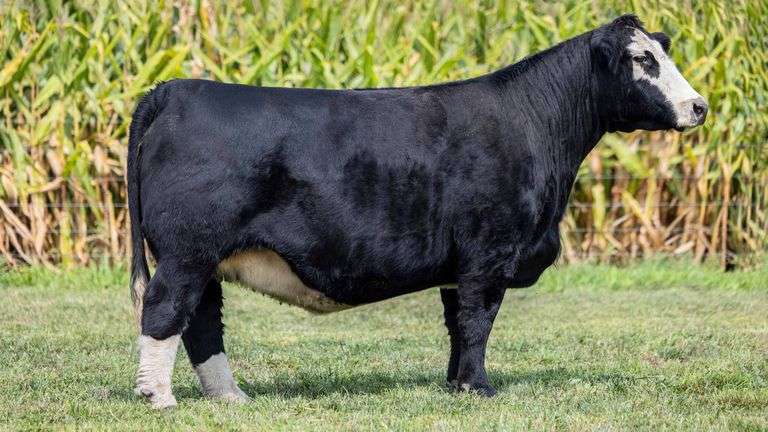 NANCY (BROKER X STYLE) EMBRYOS