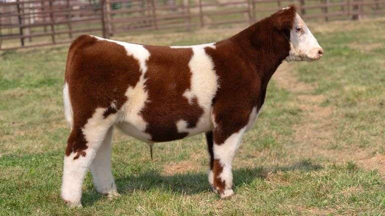 TAG 4 STEER