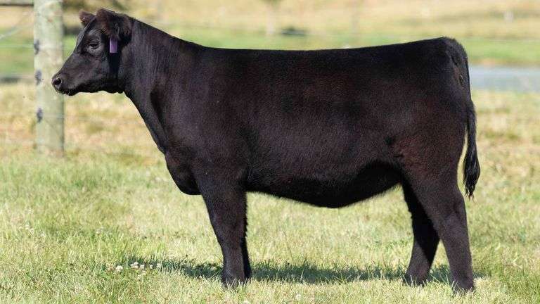 TAG 27 HEIFER