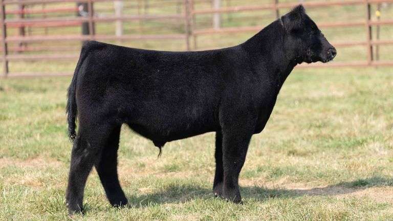 TAG 22 STEER