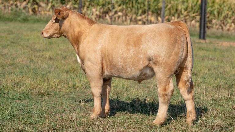 TAG 97 STEER