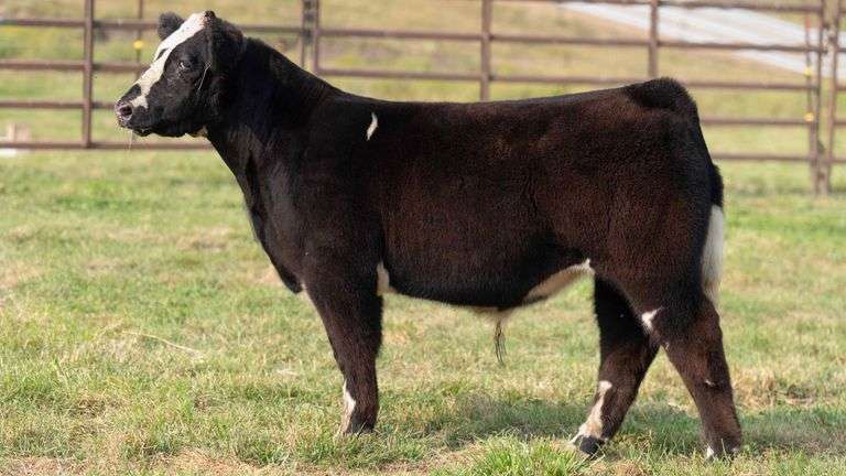 TAG 17 STEER